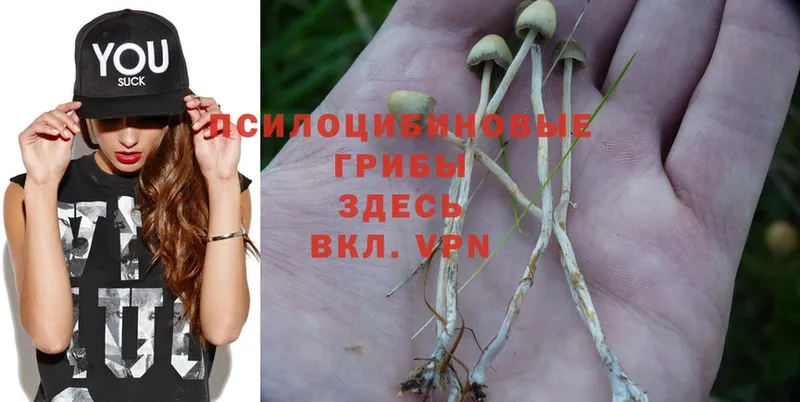 Галлюциногенные грибы Cubensis  Покачи 